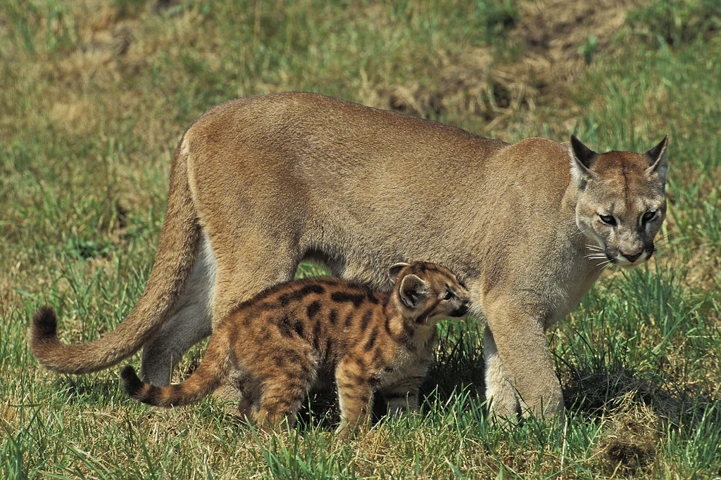 Ausgewachsener Puma mit Jungtier