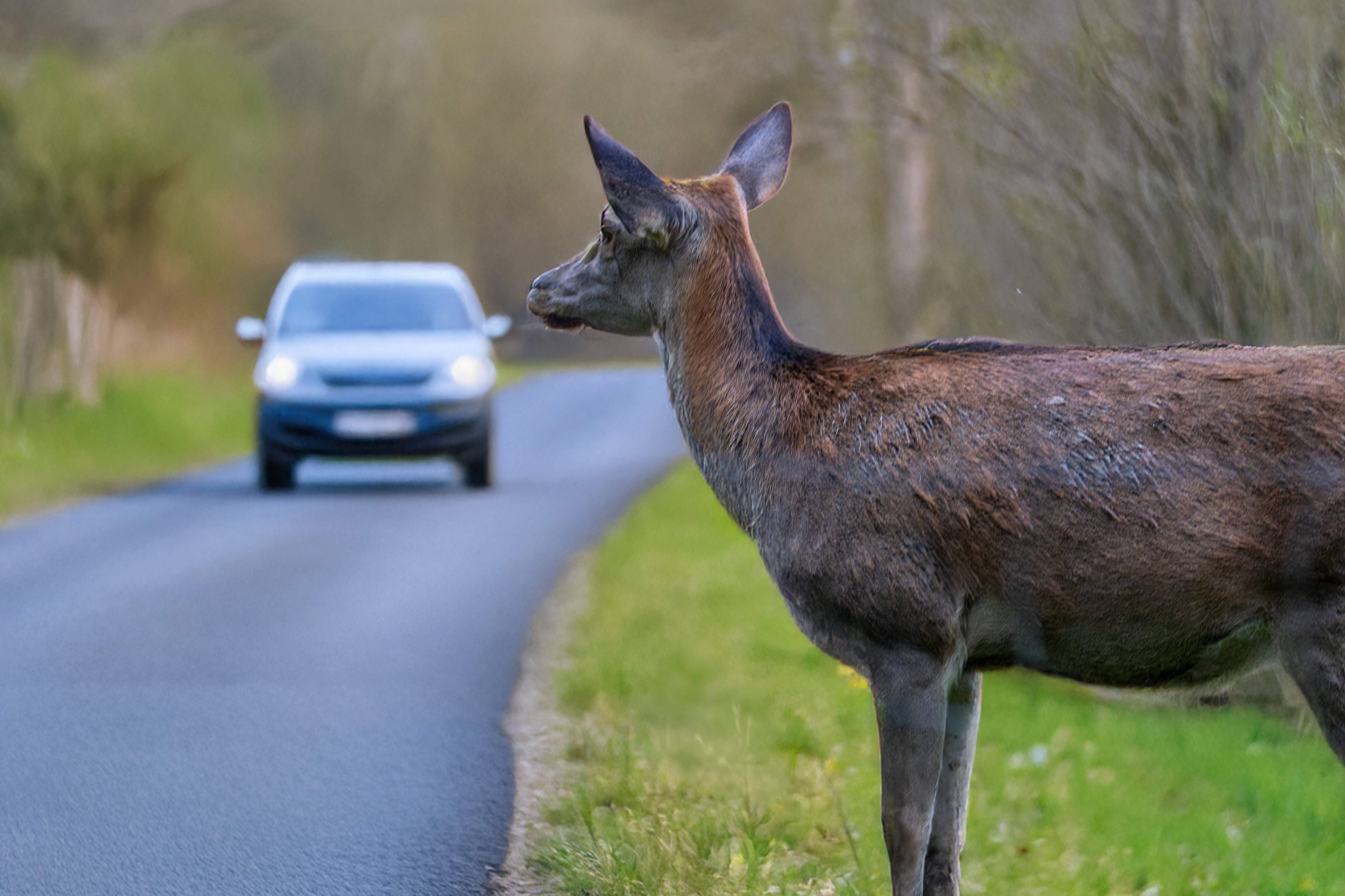 Wildunfall: Warum Autofahrer jetzt besonders aufpassen müssen