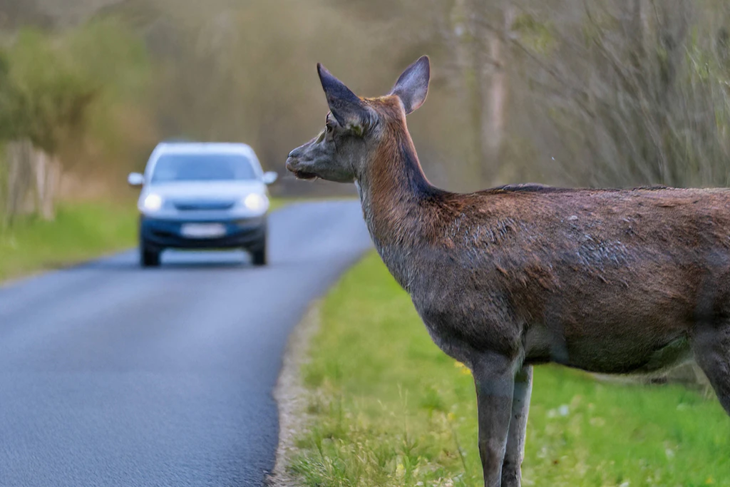 Achtung, Wildwechsel: Taucht ein Tier am Straßenrand auf, sollten Autofahrer sofort das Tempo reduzieren, bremsbereit bleiben und nicht unkontrolliert ausweichen.