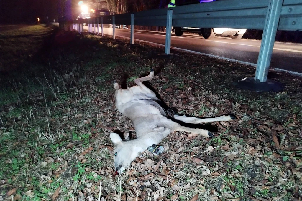 Nach einem Wildunfall liegt ein verendetes Reh neben der Leitplanke. Autofahrer müssen die Unfallstelle sichern, die Polizei verständigen und dürfen das Tier nicht mitnehmen.