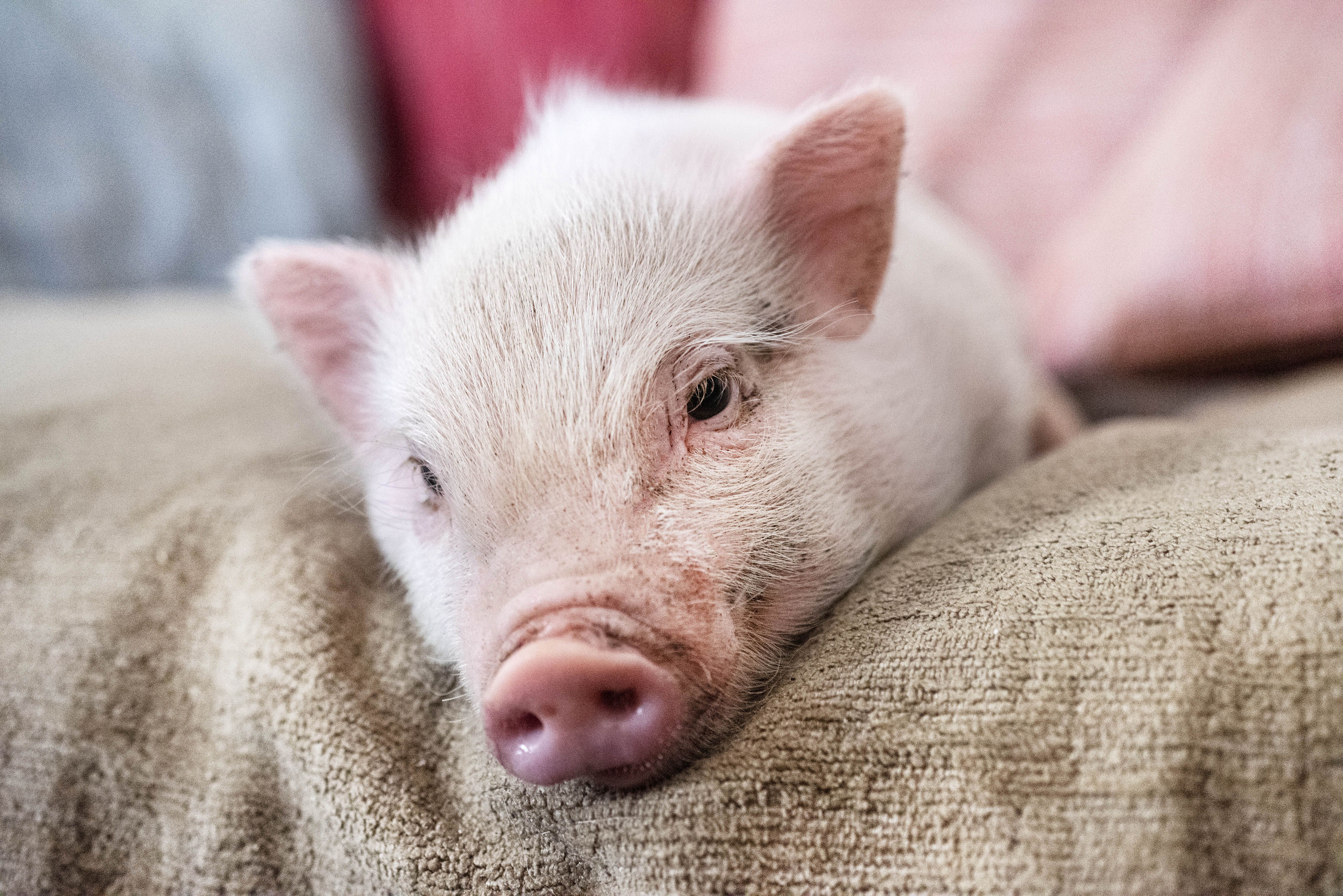 2,4 Kilo im Dienst: Dieses Mini-Schwein hilft Obdachlosen am Bahnhof