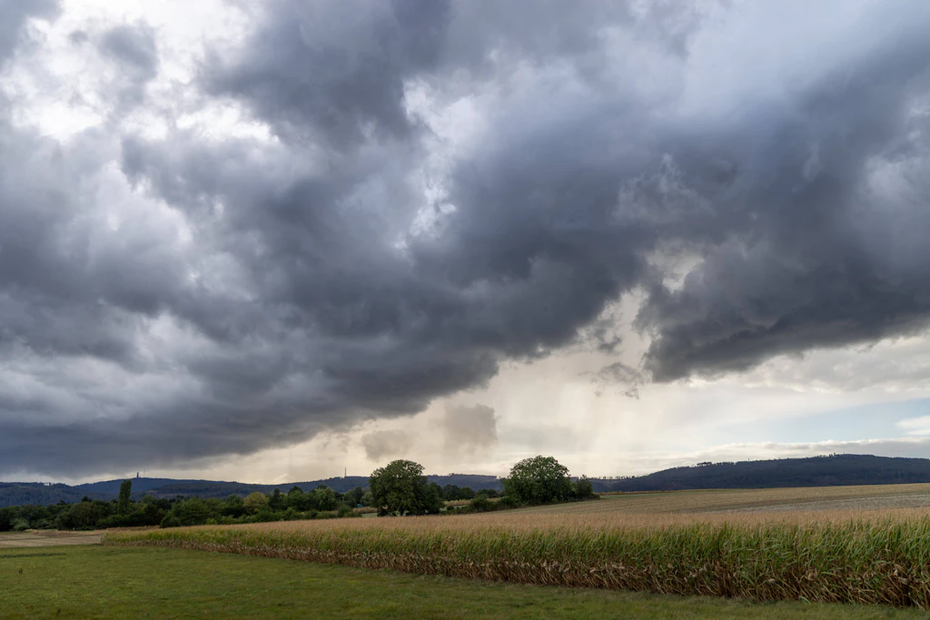 Regenschauer über einem Maisfeld. Am Dienstagabend beginnt im Südwesten eine Gewitterlage mit Starkregen und Sturmböen. (Symbolbild)