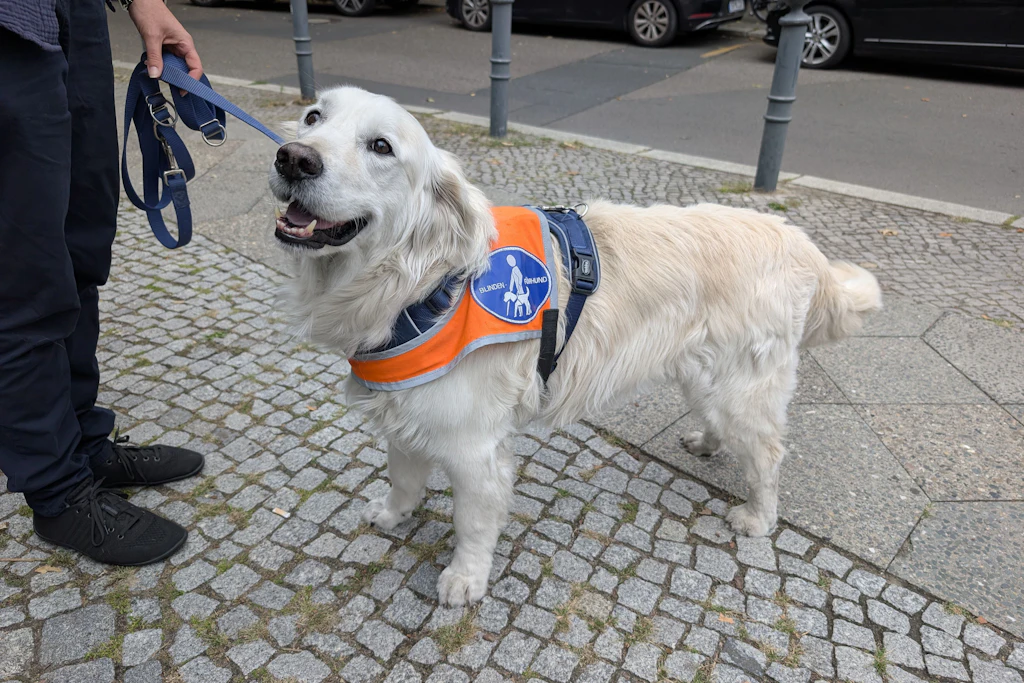 Der Blindenführhund von Martina B.