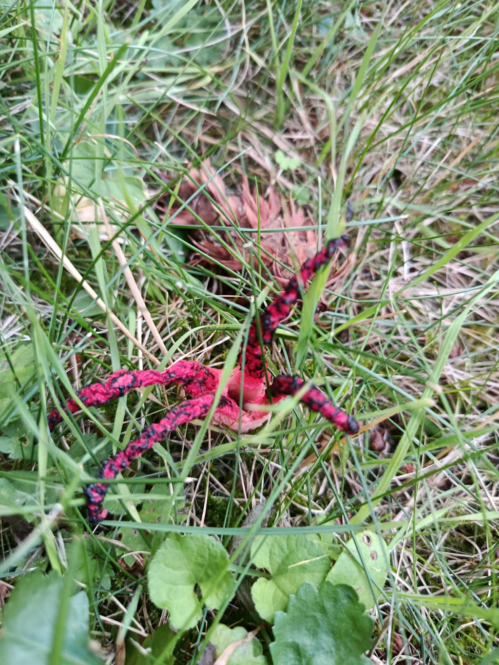 Ich habe diesen widerlichen Pilz bei uns entdeckt – haben Sie den schon mal gesehen?