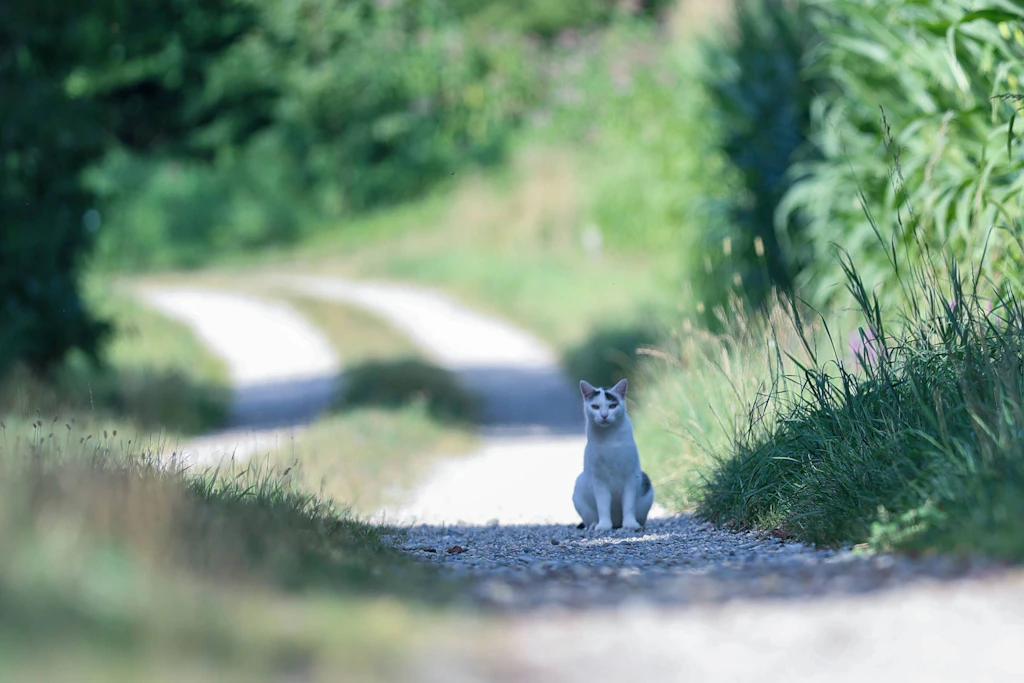 Eine Katze allein auf einem Feldweg: Für Halter ist kaum erkennbar, wann ihr Tier die gesetzlich festgelegte Schutzzone verlässt.