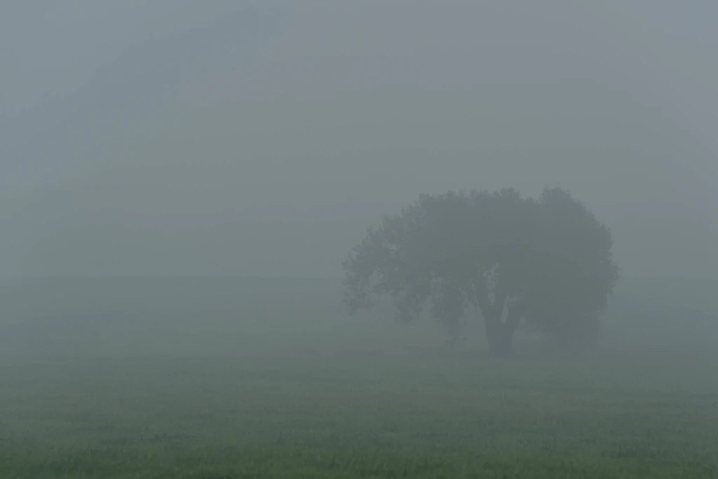 Nebel über einer Wiese: In der Nacht zum Freitag sinken die Werte auf bis zu 3 Grad, im Süden und in Teilen der östlichen Mitte ist örtlich Frost in Bodennähe möglich. (Symbolbild)