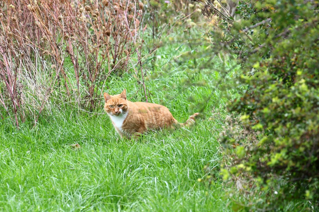 Freigänger streifen regelmäßig durch Gärten, Wiesen und Felder. Tierschützer fordern ein bundesweites Verbot von Katzenabschüssen.