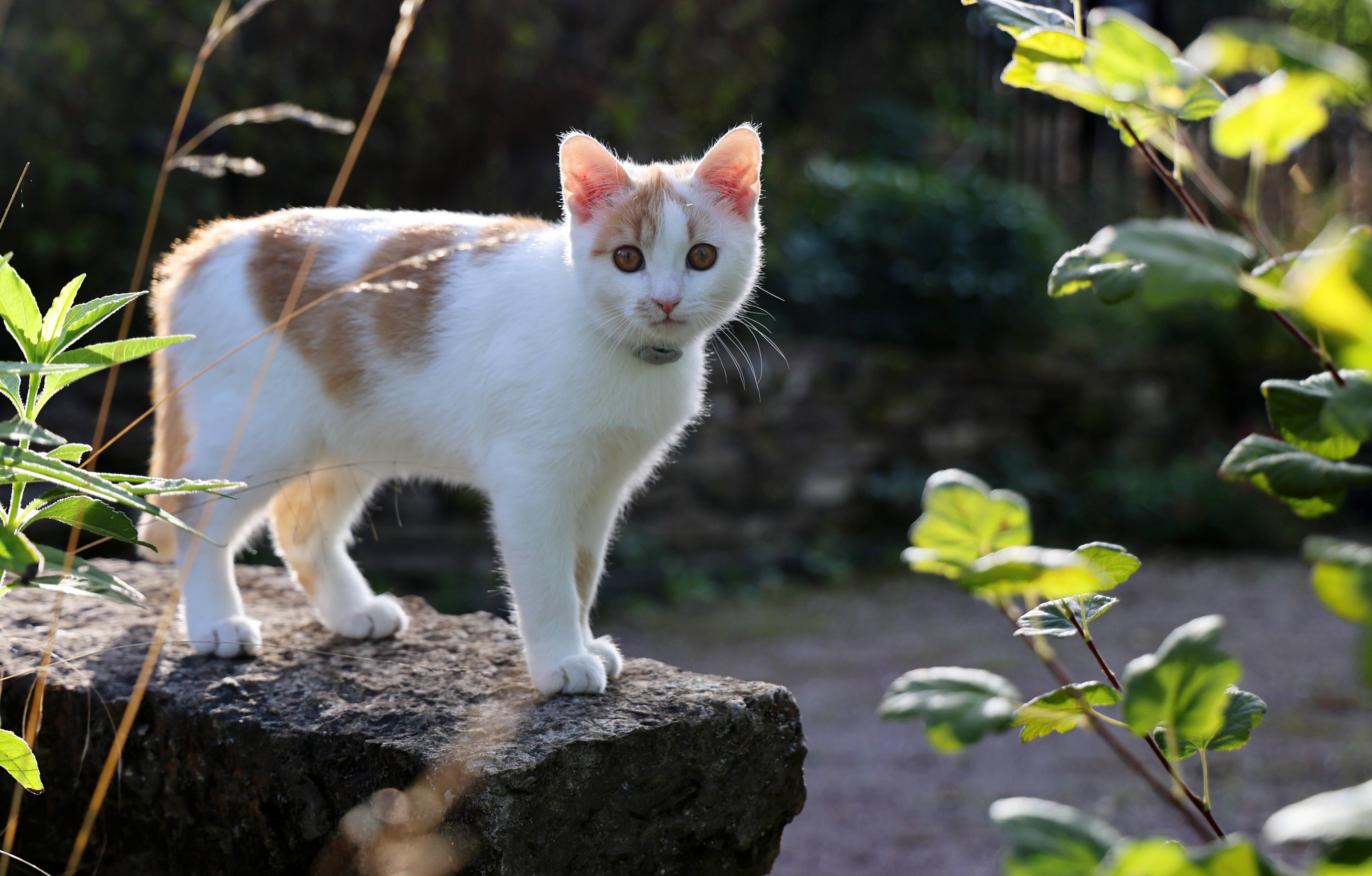 Schon 200 Meter vom Haus entfernt: Wann Katzen in Deutschland erschossen werden dürfen