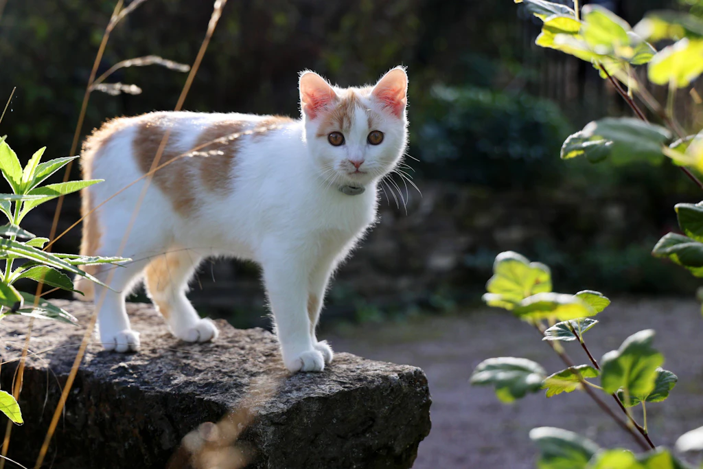 Eine Hauskatze mit Halsband sitzt im Freien. Je nach Bundesland kann bereits die Entfernung zum nächsten Wohnhaus entscheidend sein.