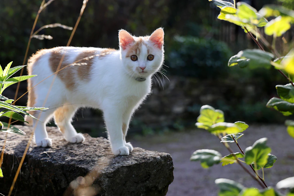 Eine Hauskatze mit Halsband sitzt im Freien. Je nach Bundesland kann bereits die Entfernung zum nächsten Wohnhaus entscheidend sein.