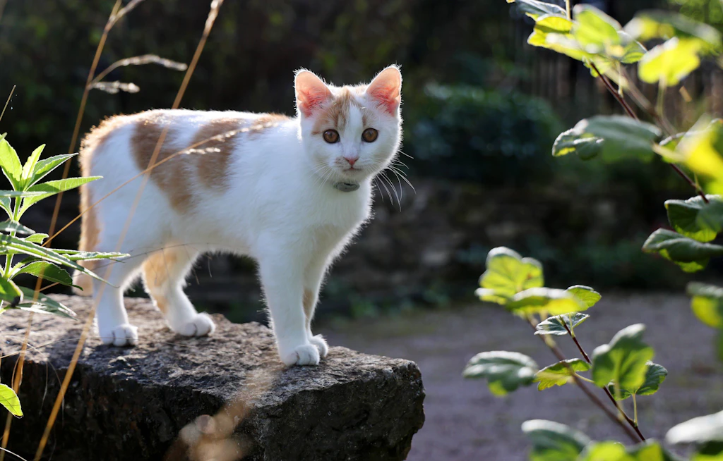 Schon 200 Meter vom Haus entfernt: Wann Katzen in Deutschland erschossen werden dürfen