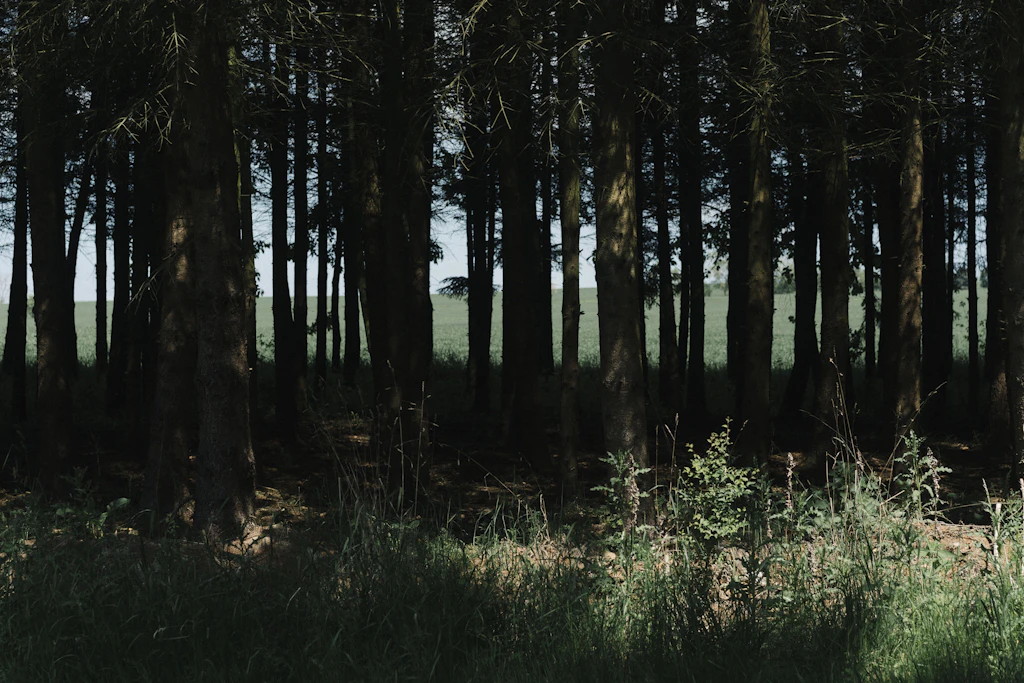 Kohlstedts Vater, ein Förster, arbeitete im dichten Thüringer Buchenwald des Unesco-Weltnaturerbes Nationalpark Hainich.