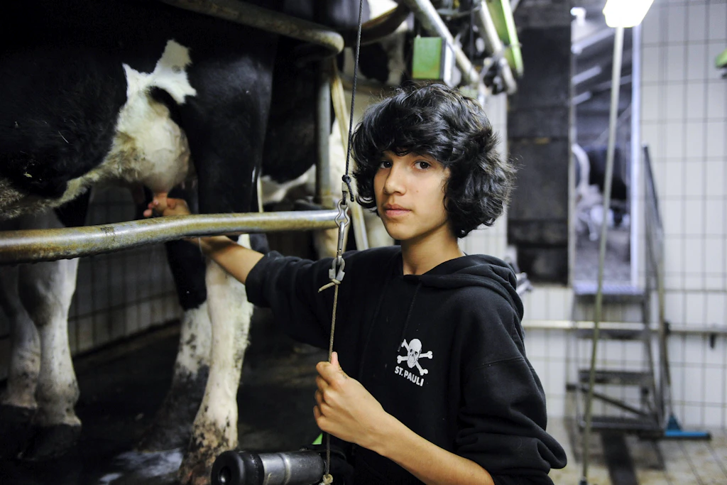 Ein Schüler mit St. Pauli-Hoodie während eines Schülerpraktikums in einem Milchviehbetrieb: Fehlt nur noch, dass er in der Pause Wittgenstein liest.