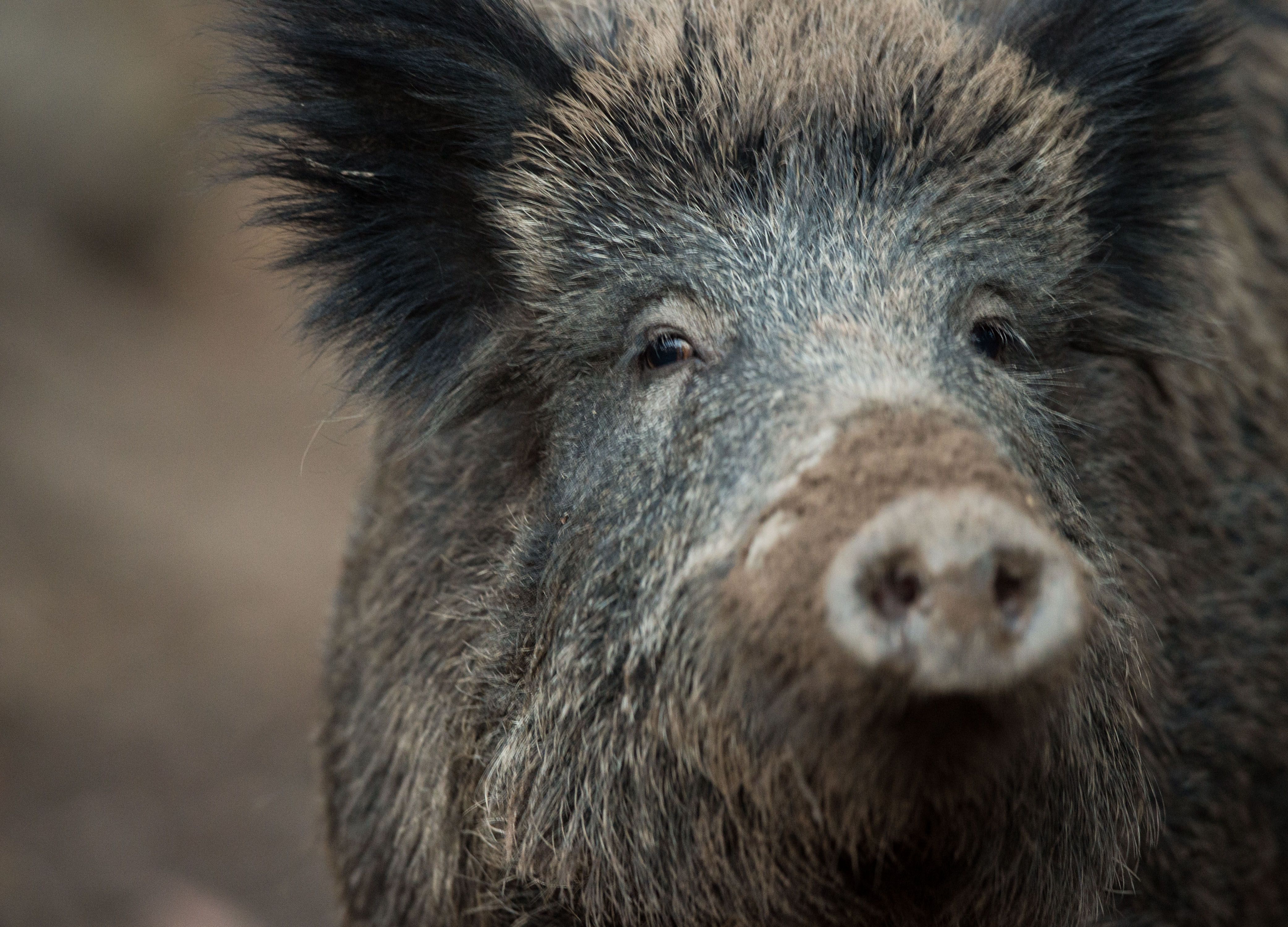 Thüringen zahlt mehr als eine halbe Million Euro Prämien für Wildschwein-Abschüsse