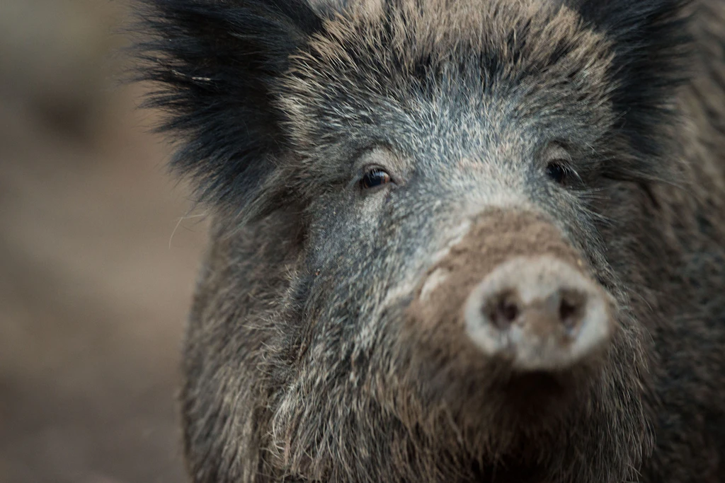 Thüringen setzt auf Abschussprämien für Wildschweine im Kampf gegen die Afrikanische Schweinepest.