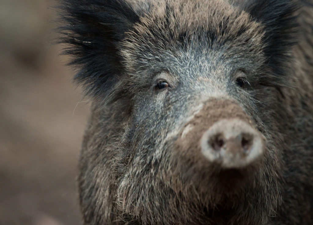 Thüringen zahlt mehr als eine halbe Million Euro Prämien für Wildschwein-Abschüsse
