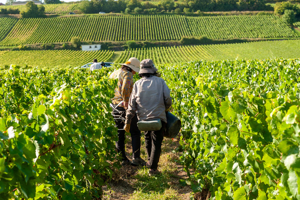 Erntehelfer bei der Weinlese für Champagne Jaillant & Co im August 2025 in Montgueux in der französischen Region Aube.