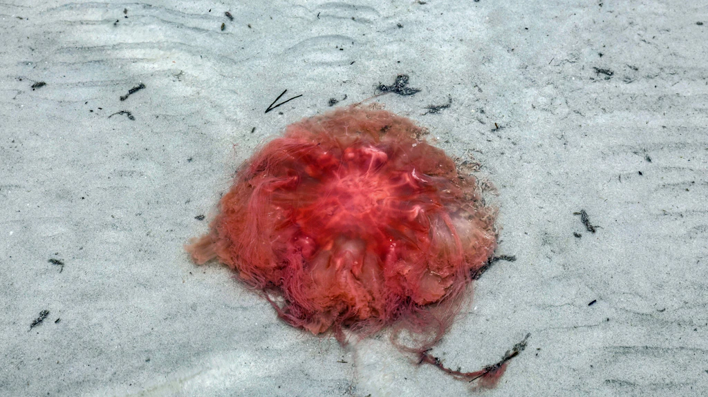 Bei Kontakt Schmerzen: Feuerquallen-Alarm am Ostseestrand – Hunderte Tiere angespült