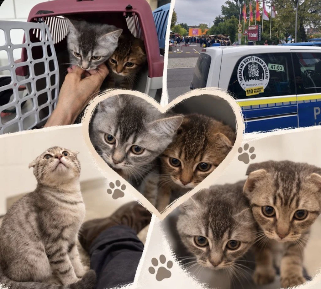 Polizei stoppt illegalen Tierverkauf: Katzenbabys sollten 200 Euro kosten