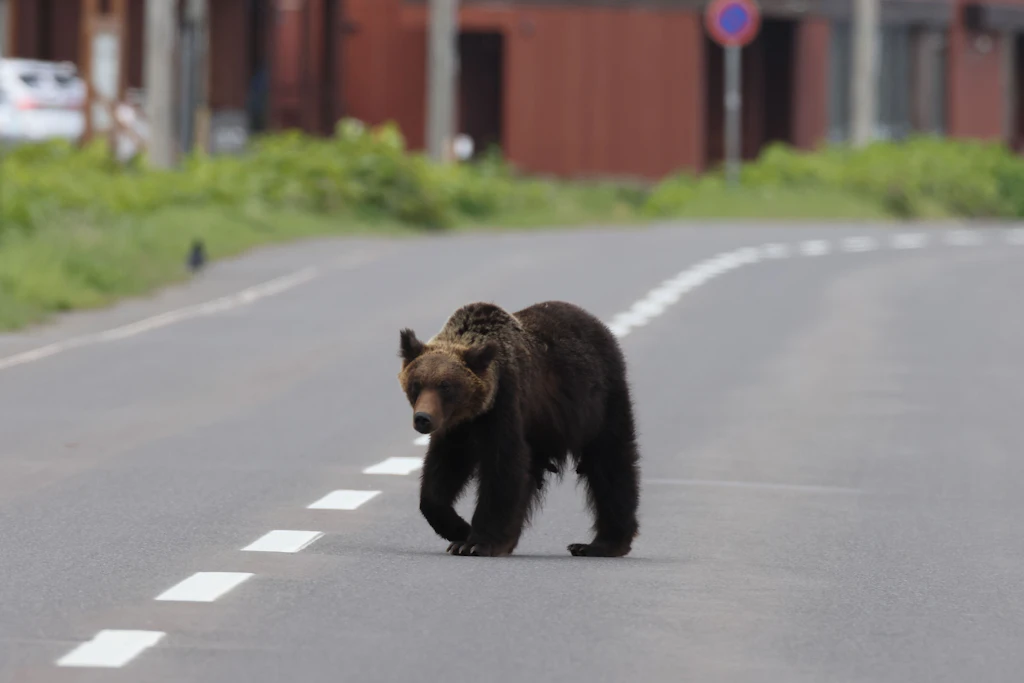Ein Braunbär überquert eine Straße. In Russland wurden 2026 aus 41 Regionen Sichtungen nahe bewohnten Gebieten gemeldet.