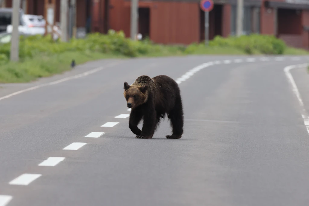 Bärenangriffe in Russland: Elf Tote – Tiere dringen bis in Städte vor