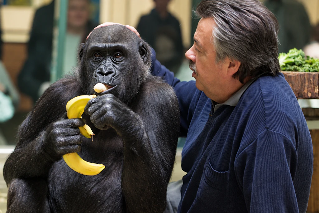 Zoo Berlin verbannt die Bananen: „Das bekommt unseren Affen nicht“