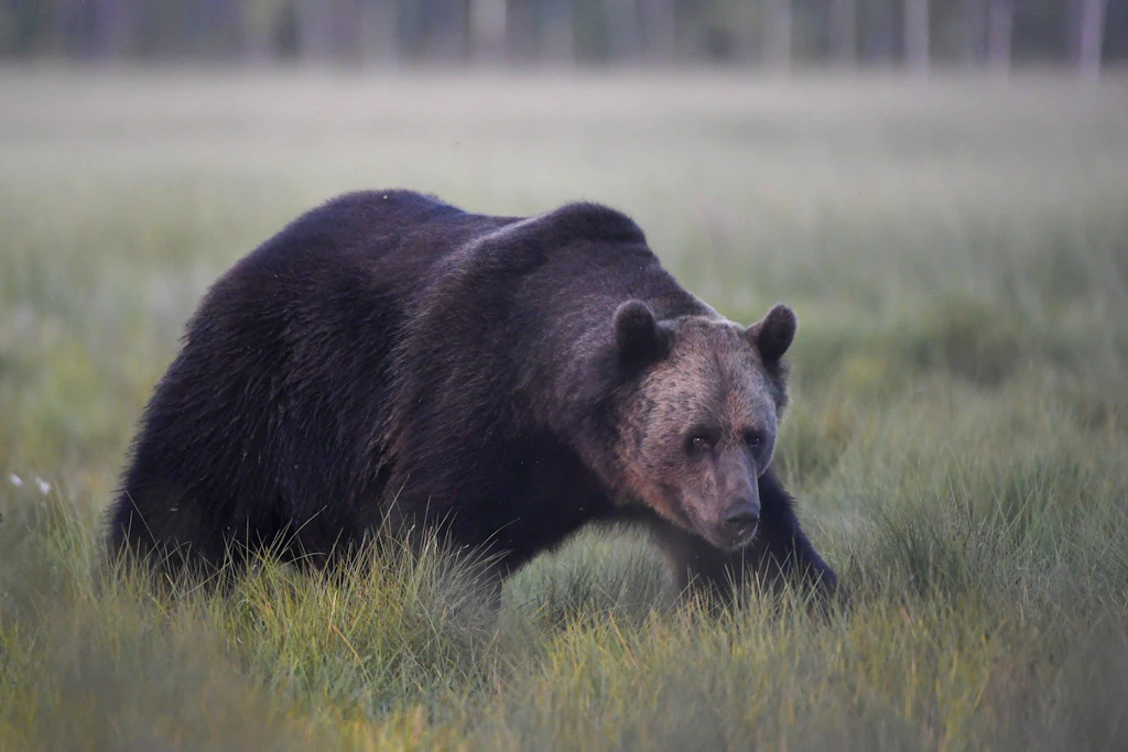 Ein Braunbär bei Kuhmo nahe der finnisch-russischen Grenze. In Russland hat sich der Bestand seit 1990 mehr als verdoppelt.