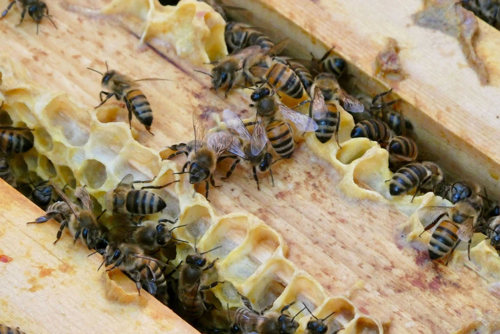 Im Landkreis Dahme-Spreewald weitet sich das Bienensterben durch die Seuche Amerikanische Faulbrut aus.