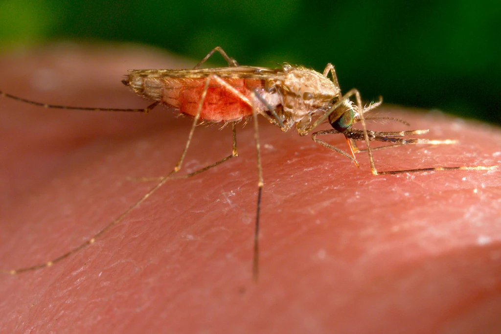 Auf dem Foto ist eine weibliche Anopheles-gambiae-Mücke zu sehen.
