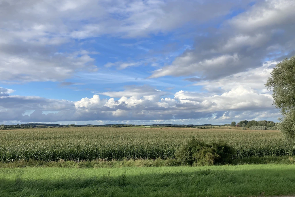 Ein Maisfeld im Spätsommer 2026 in Mecklenburg-Vorpommern