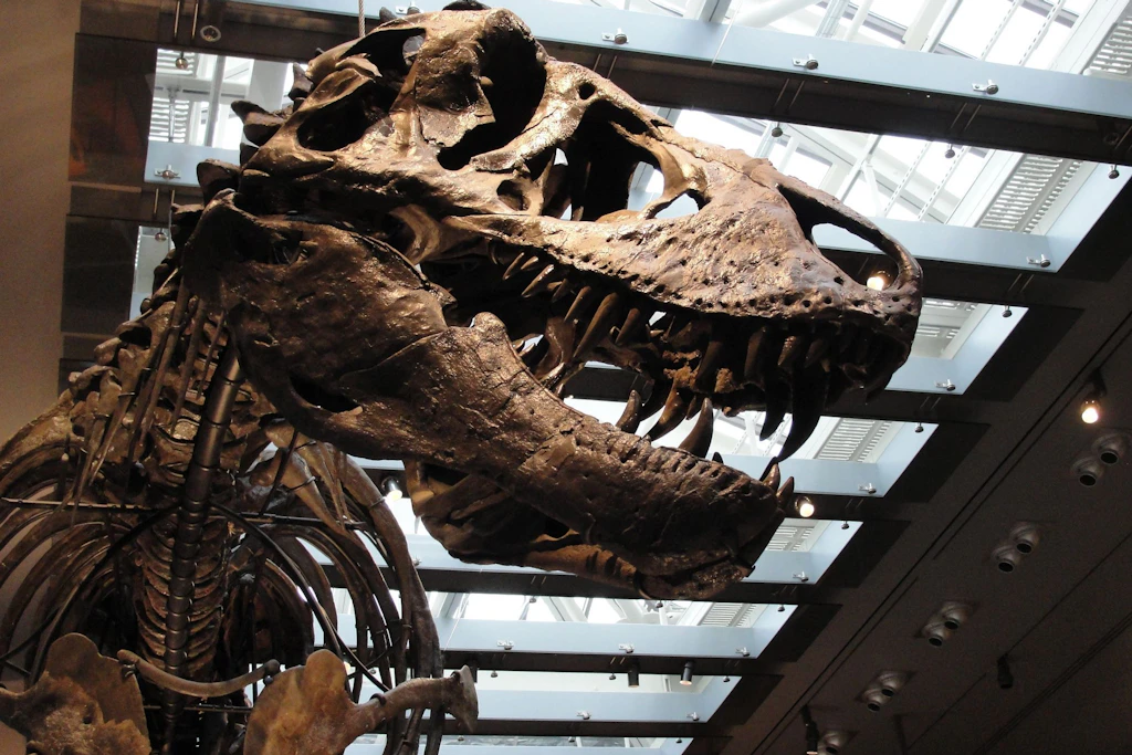 „Thomas the T. rex“, Skelett im Natural History Museum of Los Angeles County