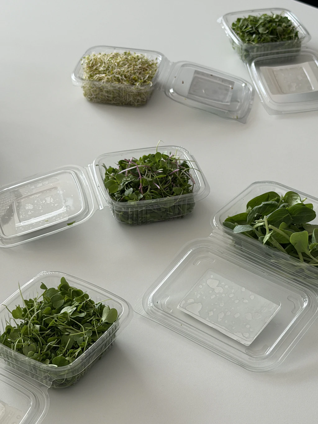 Microgreens bei Leafood.