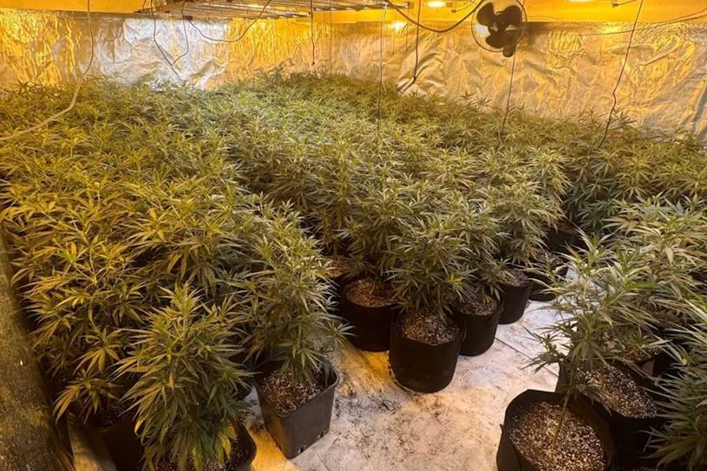 Die Polizei Südwestsachsen entdeckte eine Cannabis-Plantage mit 650 Pflanzen bei Zwickau.