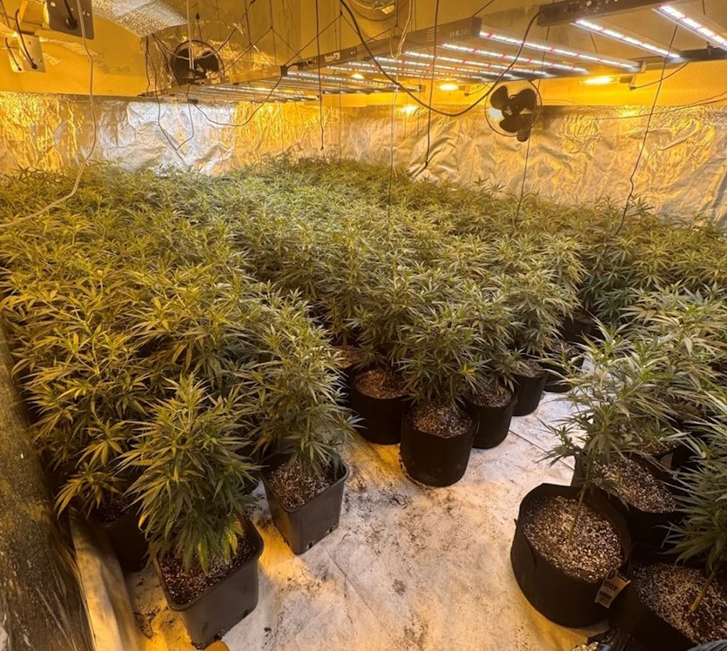 In Sachsen: Polizei hebt riesige Cannabis-Plantage im Wert von einer Million Euro aus