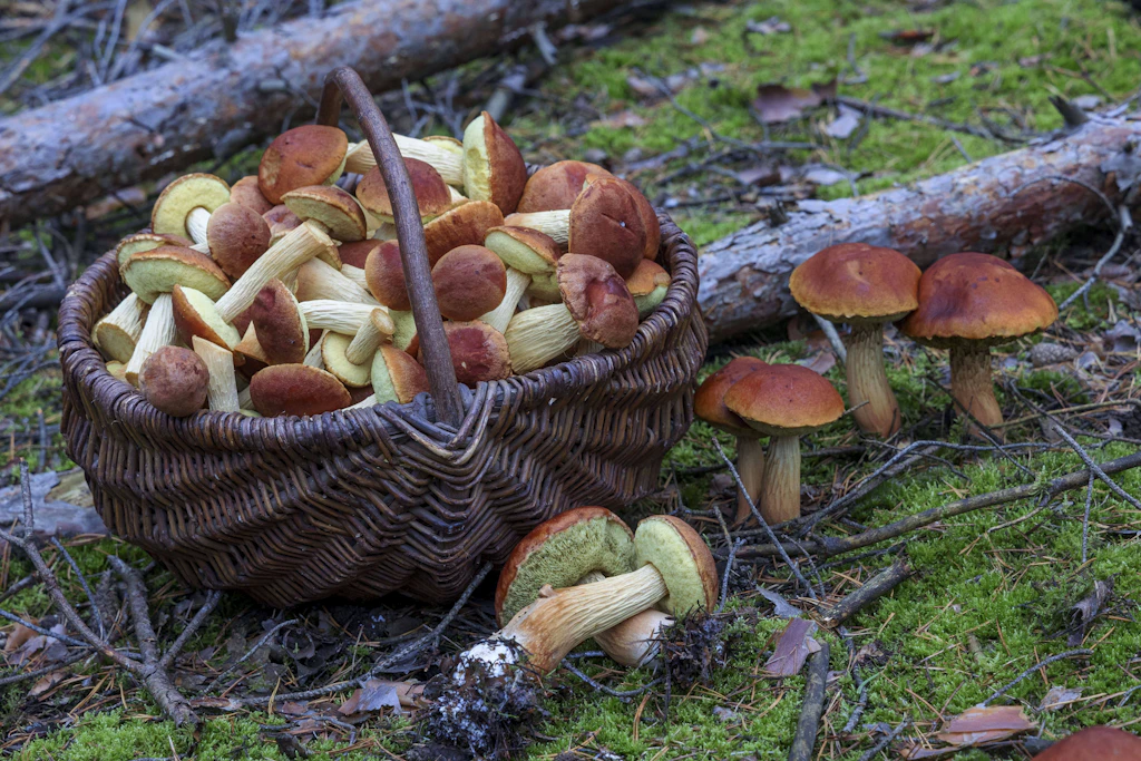 Invasion im Wald: Warum Sammler die Falsche Rotkappe hassen – und Experten sie feiern