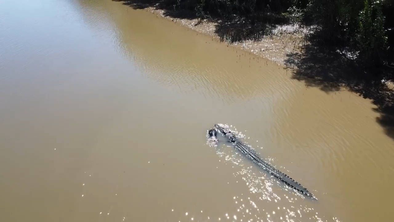 500 Krokodile im Olympia-Fluss – hier sollen Ruderer um Gold kämpfen