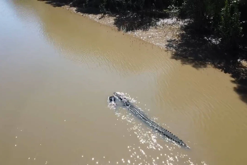 Ein Krokodil im Fitzroy River bei Rockhampton.