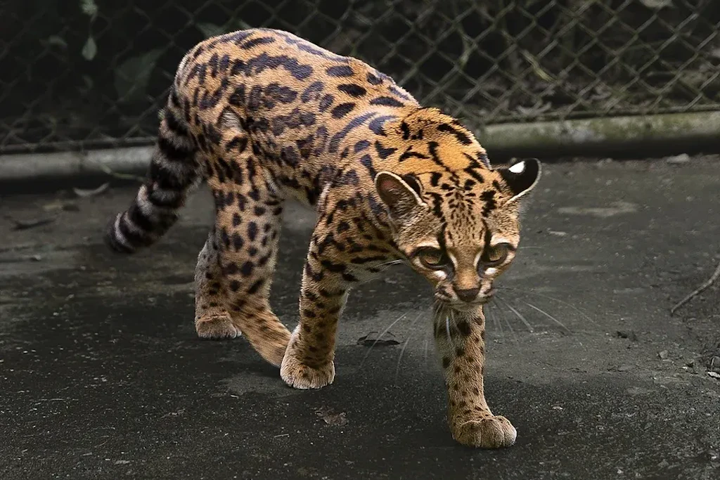 Ein Tilcayo im Wildtierzentrum La Senda Verde in Bolivien. Genanalysen zeigten, dass die kleine Wildkatze eine bislang unbekannte Art ist.