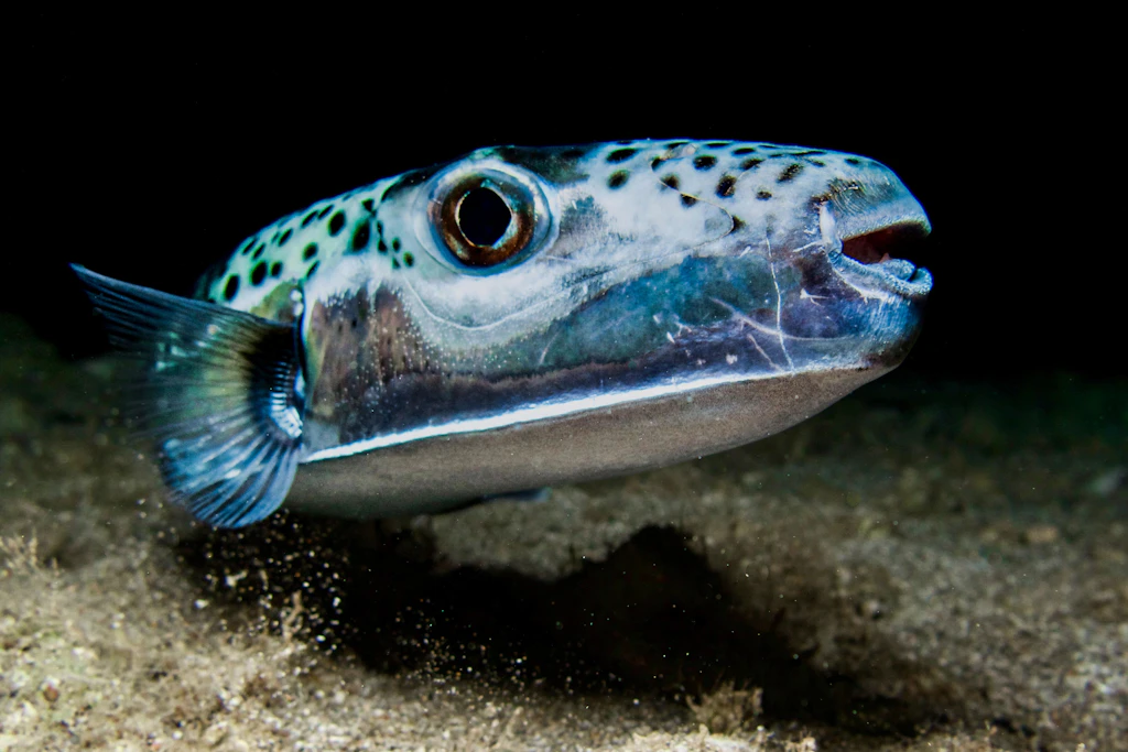 Silberstreifen-Kugelfisch (Lagocephalus sceleratus): Die invasive Art ist inzwischen bis in die nördliche Adria vorgedrungen. Das Nervengift in ihrem Körper übersteht auch das Kochen. (Symbolbild)