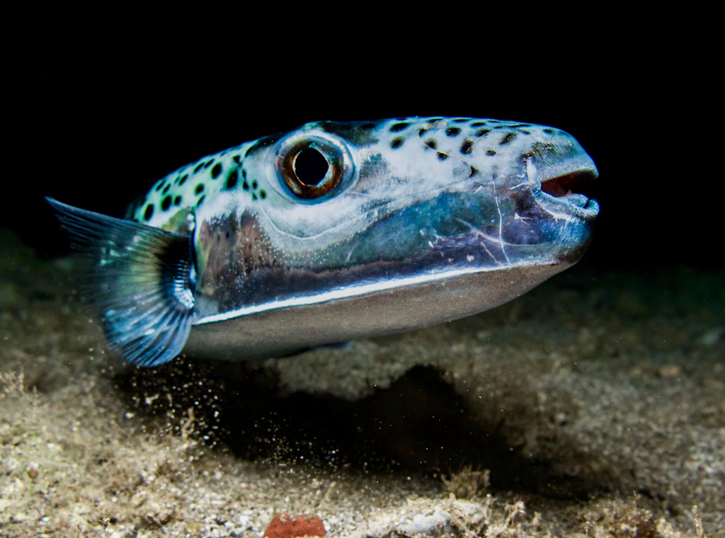 Angler in Kroatien fragt ChatGPT nach seinem Fang – die Antwort: hochgiftig