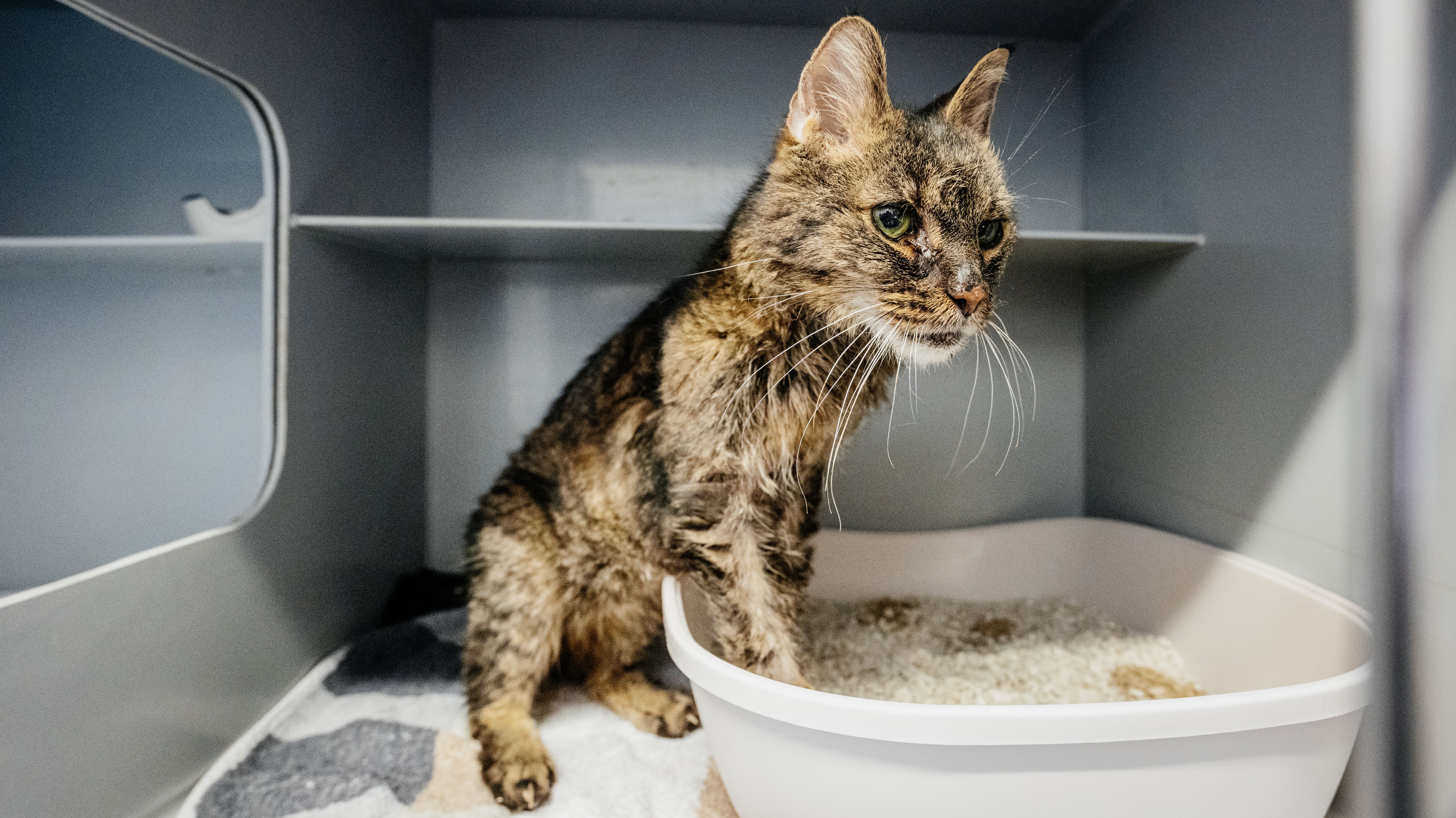 75 Katzen auf 50 Quadratmetern – und in der Tiefkühltruhe liegen tote Kätzchen