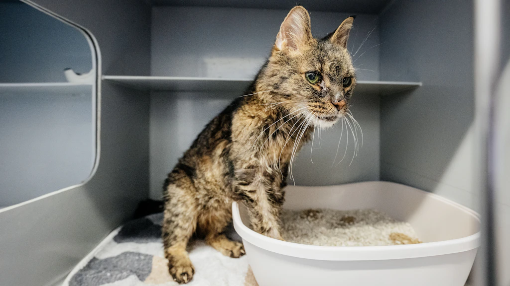 75 Katzen auf 50 Quadratmetern – und in der Tiefkühltruhe liegen tote Kätzchen