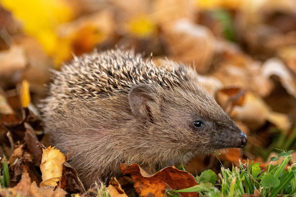 Während der Maulwurf unterirdisch Vorräte anlegt, frisst sich der Igel im Herbst Fettreserven für seinen Winterschlaf an.