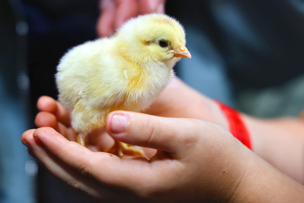 Landwirtschaft zum Anfassen: Die Grünen Tage Thüringen locken am Wochenende die Besucher an.