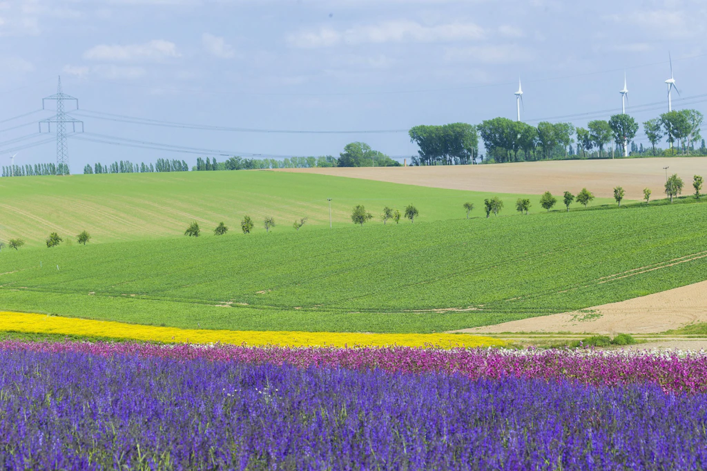 Die Lommatzscher Pflege mit ihren fruchtbaren Böden gilt als Kornkammer Sachsens, die noch weitere Windräder bekommen soll.