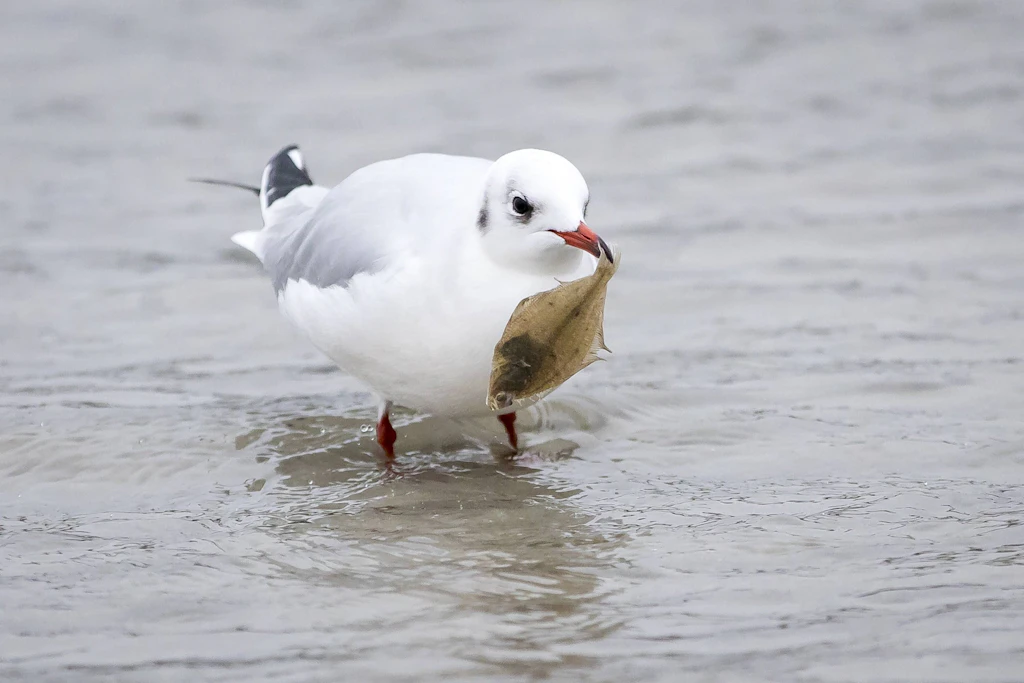In der Kieler Förde und in der Lübecker Bucht sterben derzeit viele Fische, weil in den oberen Wasserschichten zu wenig Sauerstoff vorhanden ist. (Symbolbild).