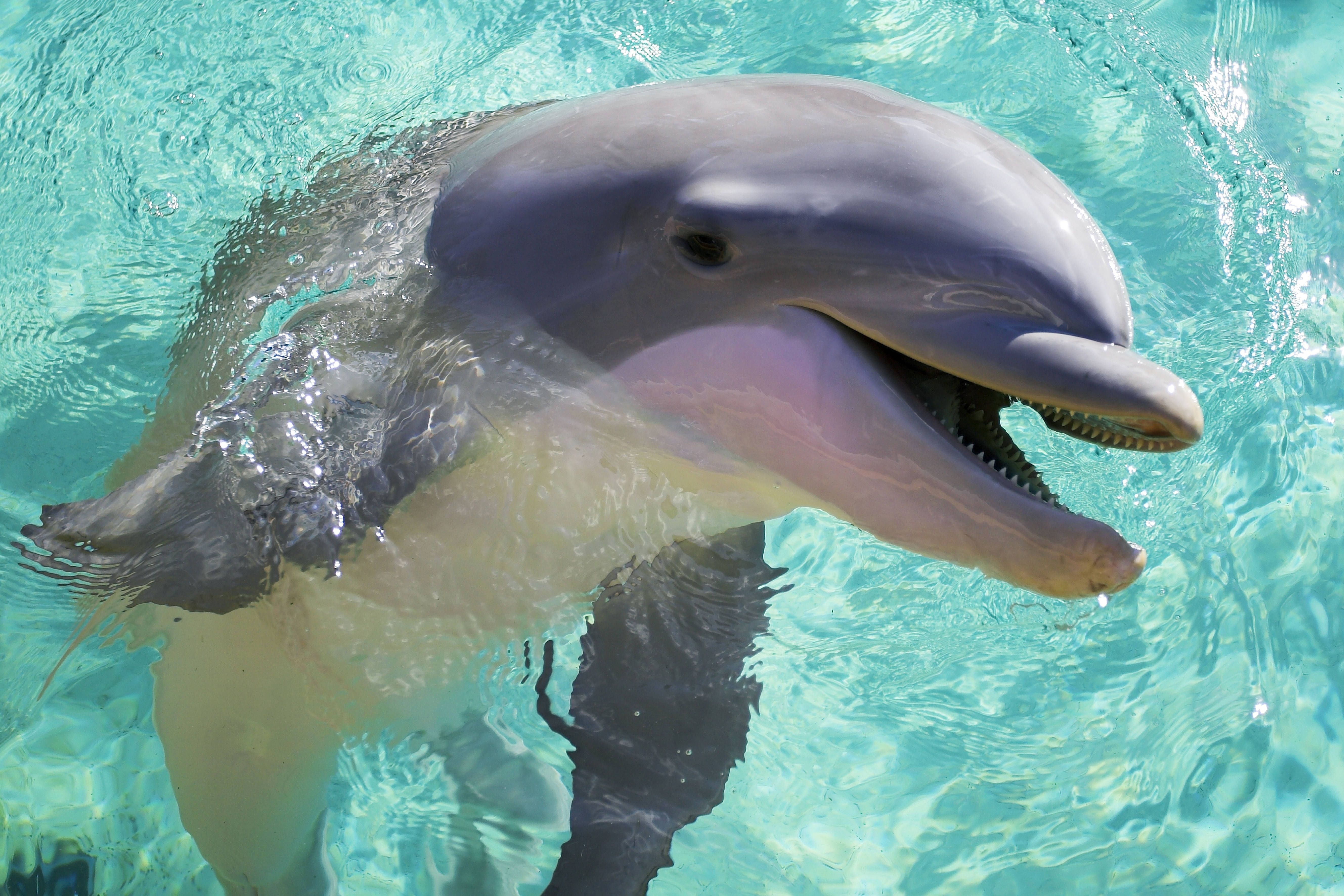 Dieser Delfin hetzt Fische, bis sie sich übergeben – dann frisst er das Erbrochene