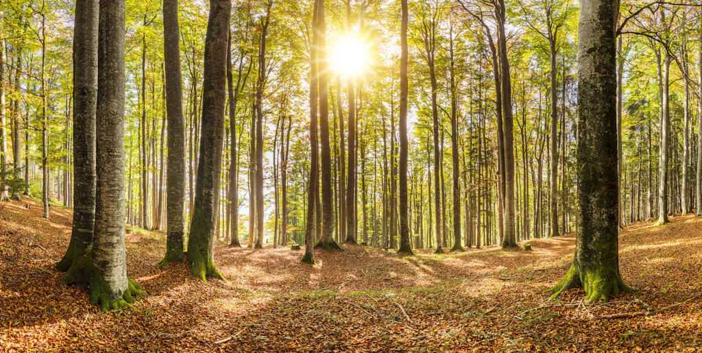 Bis 31 Grad im Oktober: Das ist ein Herbst, der zum Sommer wird – so geht es bis November weiter