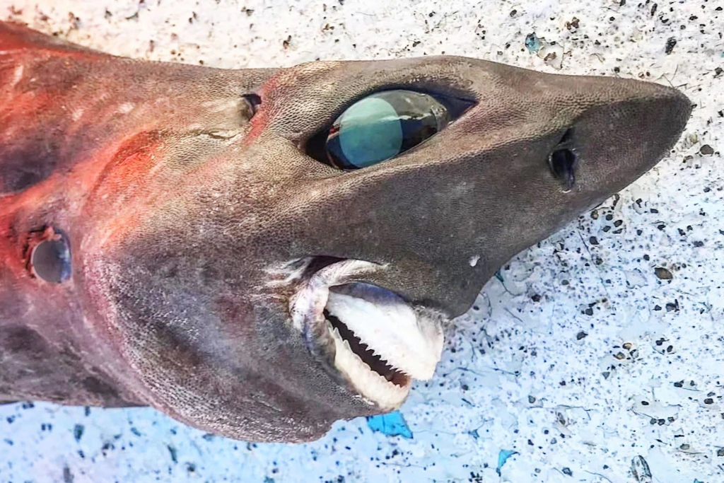 Dieser Monsterfisch wurde bei Australien entdeckt. Jahre nach dem ungewöhnlichen Fund lüftet jetzt ein Experte das Geheimnis um das Grusel-Wesen.