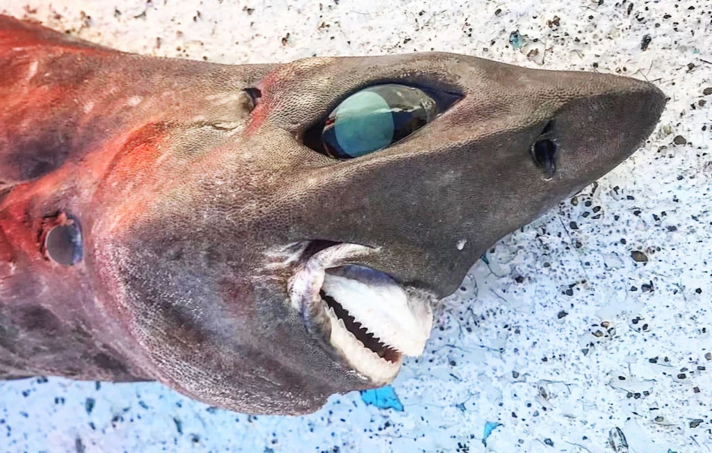 Alien-Fisch im Meer entdeckt: Rätsel um das Monster ist gelöst!